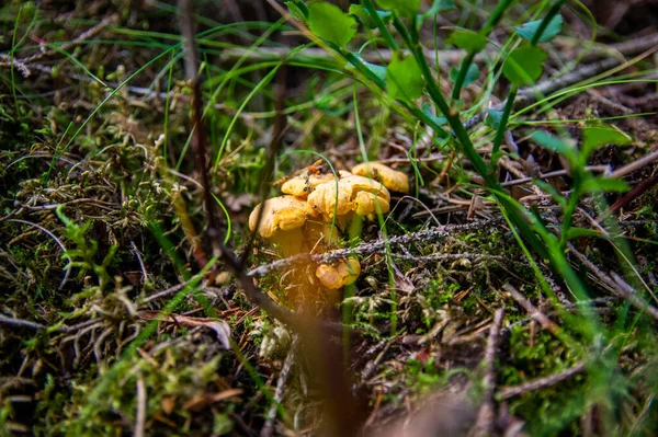 在森林植被中的苔藓木土中 用波浪形的新鲜金黄色的长廊进行了近距离拍摄 在瑞典的树上生长着一组黄帽可食的蘑菇 秋天的自然景观 户外的自然景观 — 图库照片