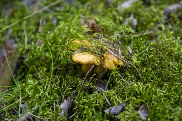 Close Van Golvende Verse Gouden Cantharellen Mos Hout Vuil Bosvegetatie — Stockfoto