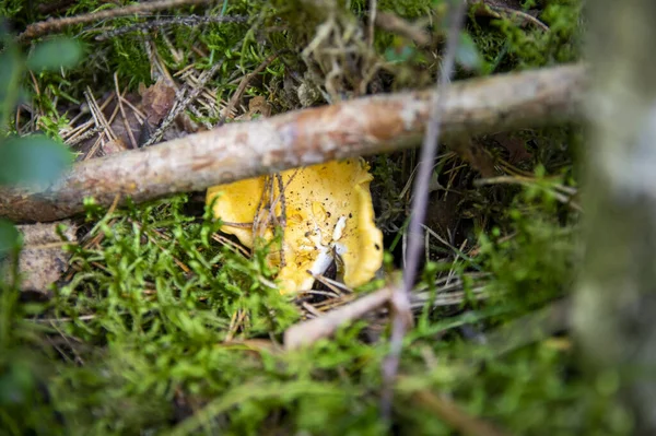 Nahaufnahme Von Gewellten Frischen Goldenen Pfifferlingen Moosholzschmutz Der Waldvegetation Gruppe — Stockfoto