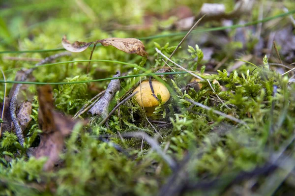 Primer Plano Onduladas Cantarelas Doradas Frescas Tierra Madera Musgo Vegetación —  Fotos de Stock