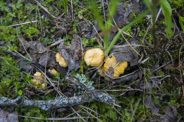 Närbild Vågiga Färska Gyllene Kantareller Mossjord Skogsvegetation Gula Mössans Ätbara — Stockfoto