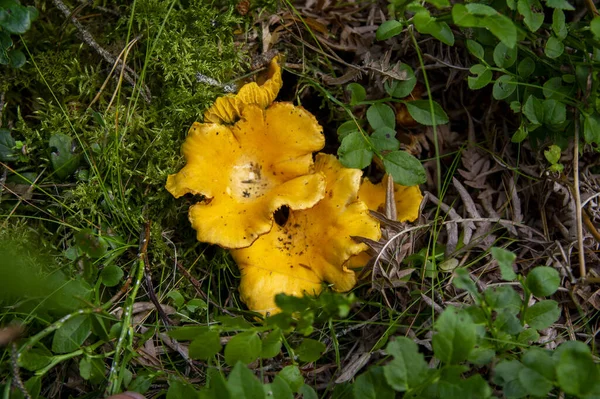 Nahaufnahme Von Gewellten Frischen Goldenen Pfifferlingen Moosholzschmutz Der Waldvegetation Gruppe — Stockfoto