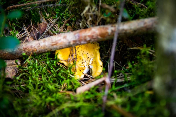 Close Van Golvende Verse Gouden Cantharellen Mos Hout Vuil Bosvegetatie — Stockfoto