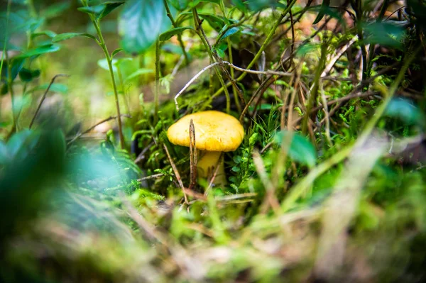 Közel Hullámos Friss Arany Chanterelles Moha Szennyeződés Erdei Növényzet Sárga — Stock Fotó