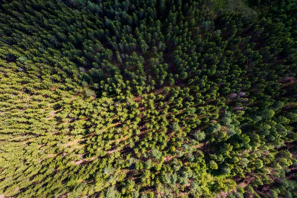 Drone Tiro Aéreo Florestas Pinheiros Verdes Bosques Vidoeiro Primavera Com — Fotografia de Stock