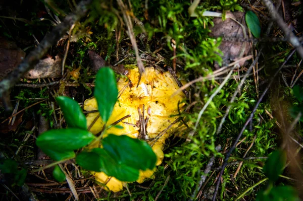 Primer Plano Onduladas Cantarelas Doradas Frescas Tierra Madera Musgo Vegetación —  Fotos de Stock