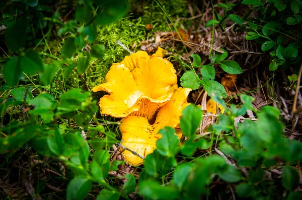 Nahaufnahme Von Gewellten Frischen Goldenen Pfifferlingen Moosholzschmutz Der Waldvegetation Gruppe — Stockfoto