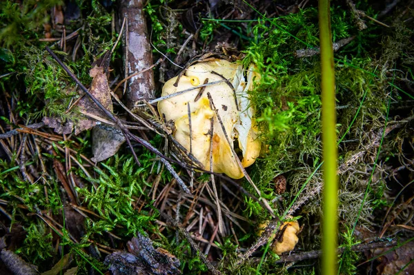 Primer Plano Onduladas Cantarelas Doradas Frescas Tierra Madera Musgo Vegetación — Foto de Stock