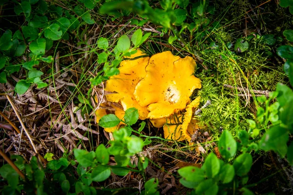 Gros Plan Girolles Dorées Fraîches Ondulées Dans Boue Bois Mousse — Photo