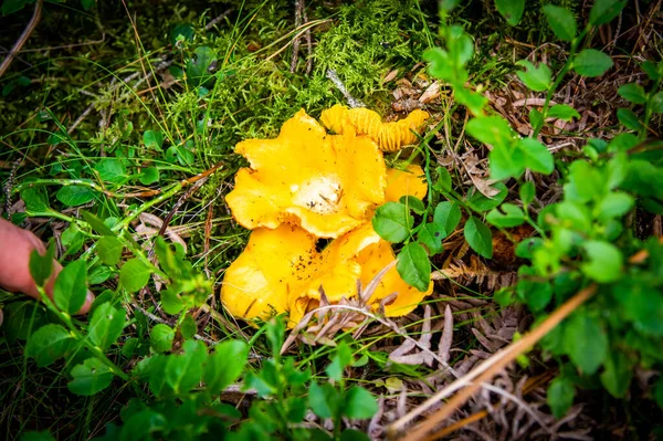 Nahaufnahme Von Gewellten Frischen Goldenen Pfifferlingen Moosholzschmutz Der Waldvegetation Gruppe — Stockfoto