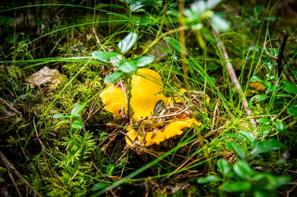 식물에 이끼가 나무의 속에서 황금색 변환기를 닫는다 스웨덴에서는 버섯들 이나무들 — 스톡 사진