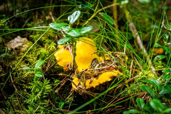 Közel Hullámos Friss Arany Chanterelles Moha Szennyeződés Erdei Növényzet Sárga — Stock Fotó