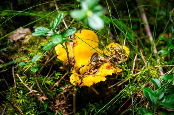 Close Van Golvende Verse Gouden Cantharellen Mos Hout Vuil Bosvegetatie — Stockfoto