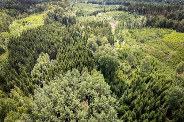 Μια Εναέρια Λήψη Από Πράσινα Πευκοδάση Και Ανοιξιάτικα Δάση Σημύδας Εικόνα Αρχείου