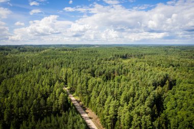 Bahar yoğun ormanları ve sarı yeşil renkli koruluklardan geçen beton yol dronundan hava manzarası. Altın çağda ağaçlar ve ilkbaharda boş otoyol. Renkli ağaçların arasındaki yol