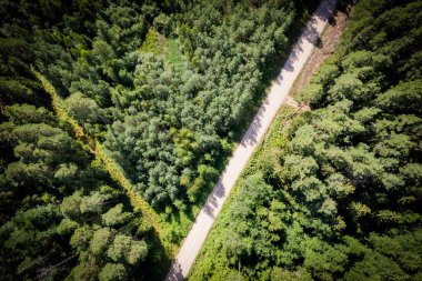 Bahar yoğun ormanları ve sarı yeşil renkli koruluklardan geçen beton yol dronundan hava manzarası. Altın çağda ağaçlar ve ilkbaharda boş otoyol. Renkli ağaçların arasındaki yol