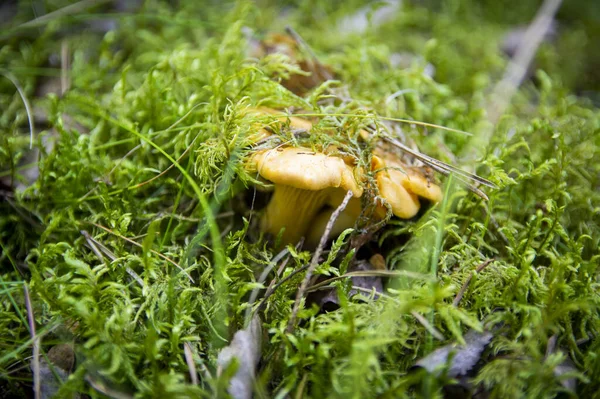 Close Van Golvende Verse Gouden Cantharellen Mos Hout Vuil Bosvegetatie — Stockfoto