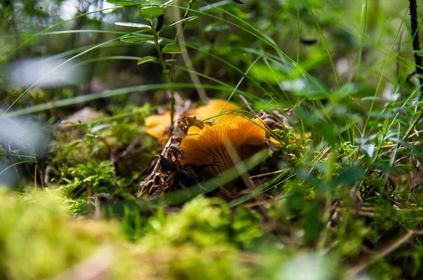 Gros Plan Girolles Dorées Fraîches Ondulées Dans Boue Bois Mousse — Photo