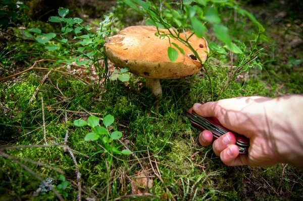 Mano Sosteniendo Dos Pequeños Hermosos Hongos Blancos Aspen Boletus Con —  Fotos de Stock