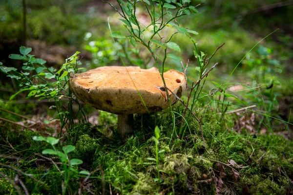 Düşen Yapraklar Yosunlar Hafif Bir Sonbahar Letonya Ormanında Dallar Arasında — Stok fotoğraf