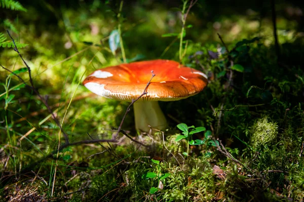 Gros Plan Girolles Dorées Fraîches Ondulées Dans Boue Bois Mousse — Photo