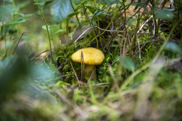 森の植生の苔の木の汚れで波状の新鮮な黄金の小部屋の閉鎖 スウェーデンの木の間で成長する黄色のキャップ食用キノコのグループ 秋の地面の自然風景 屋外の自然 — ストック写真