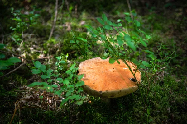 Большой Красивый Белый Гриб Boletus Красивой Текстурой Ноги Растущей Опавших — стоковое фото