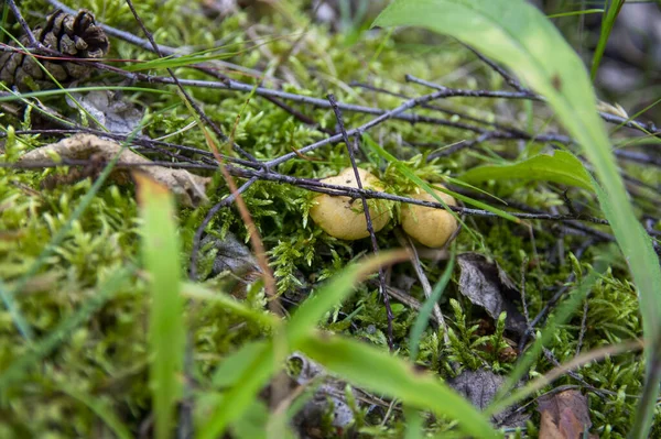 Primer Plano Onduladas Cantarelas Doradas Frescas Tierra Madera Musgo Vegetación —  Fotos de Stock