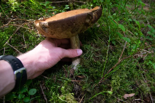 Hand Holding Two Small Beautiful White Mushrooms Aspen Boletus Beautiful — Stock Photo, Image
