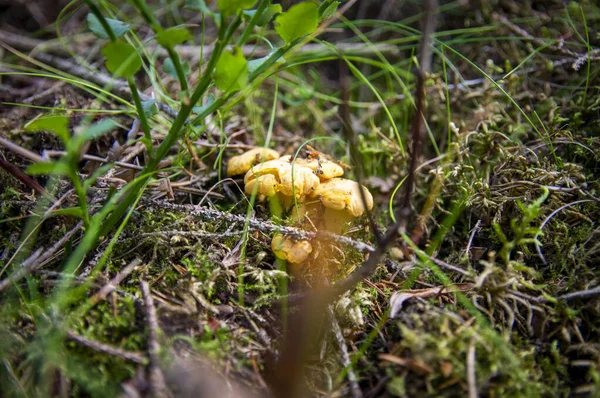 Close Van Golvende Verse Gouden Cantharellen Mos Hout Vuil Bosvegetatie — Stockfoto