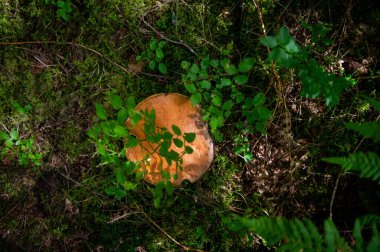 Düşen yapraklar, yosunlar ve hafif bir sonbahar Letonya ormanında dallar arasında büyüyen güzel bacak dokusuna sahip büyük beyaz mantar boletusu.