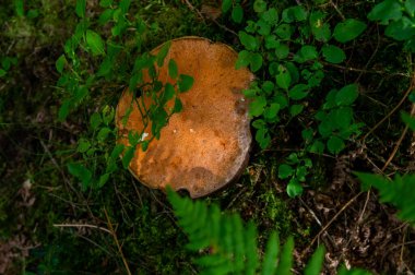 Düşen yapraklar, yosunlar ve hafif bir sonbahar Letonya ormanında dallar arasında büyüyen güzel bacak dokusuna sahip büyük beyaz mantar boletusu.