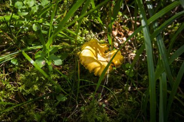 Orman bitkilerindeki yosun ormanlarındaki taze, dalgalı altın kantarellaları kapatın. İsveç 'te ağaçların arasında yetişen bir grup yenebilir sarı başlıklı mantar. Sonbahar manzarası, doğa manzarası.