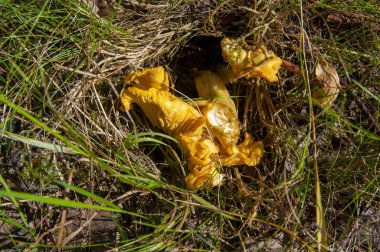 Orman bitkilerindeki yosun ormanlarındaki taze, dalgalı altın kantarellaları kapatın. İsveç 'te ağaçların arasında yetişen bir grup yenebilir sarı başlıklı mantar. Sonbahar manzarası, doğa manzarası.