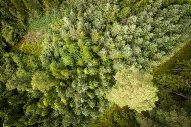 Yeşil çam ormanlarının ve huş ağaçlarının, altın ağaçların güzel dokusuna sahip insansız hava görüntüsü. İlkbaharda gün doğumu, gün batımı. Altın çağda ağaçların arasından doğan güneş ışınları