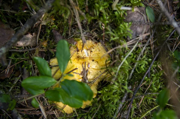 在森林植被中的苔藓木土中 用波浪形的新鲜金黄色的长廊进行了近距离拍摄 在瑞典的树上生长着一组黄帽可食的蘑菇 秋天的自然景观 户外的自然景观 — 图库照片