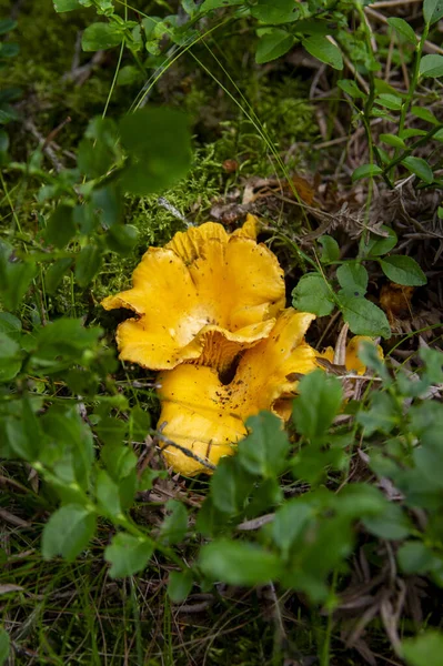 Close Wavy Fresh Golden Chanterelles Moss Wood Dirt Forest Vegetation — Stock Photo, Image