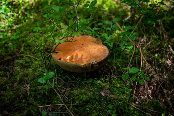 Большой Красивый Белый Гриб Boletus Красивой Текстурой Ноги Растущей Опавших — стоковое фото