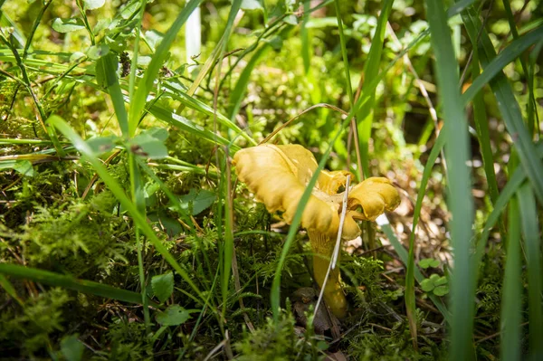 Nahaufnahme Von Gewellten Frischen Goldenen Pfifferlingen Moosholzschmutz Der Waldvegetation Gruppe — Stockfoto