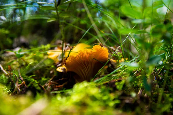 Gros Plan Girolles Dorées Fraîches Ondulées Dans Boue Bois Mousse — Photo