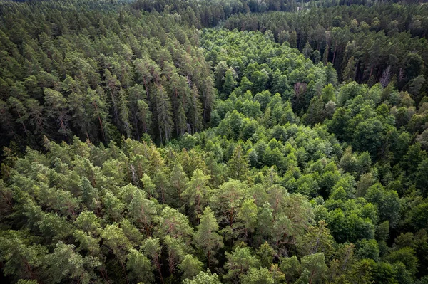 Yeşil çam ormanlarının ve huş ağaçlarının, altın ağaçların güzel dokusuna sahip insansız hava görüntüsü. İlkbaharda gün doğumu, gün batımı. Altın çağda ağaçların arasından doğan güneş ışınları
