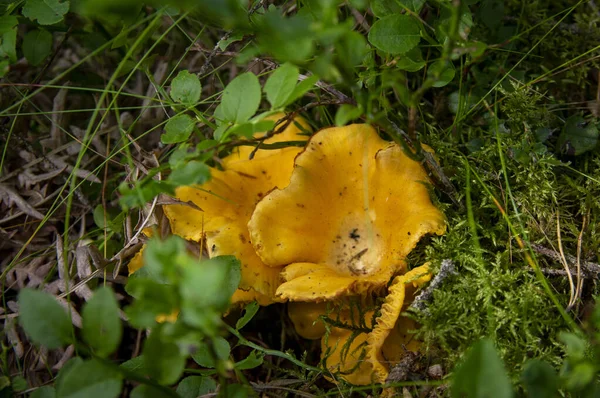 Close Van Golvende Verse Gouden Cantharellen Mos Hout Vuil Bosvegetatie — Stockfoto