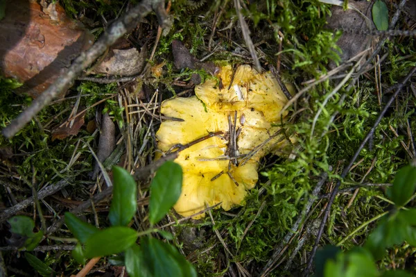 森の植生の苔の木の汚れで波状の新鮮な黄金の小部屋の閉鎖 スウェーデンの木の間で成長する黄色のキャップ食用キノコのグループ 秋の地面の自然風景 屋外の自然 — ストック写真