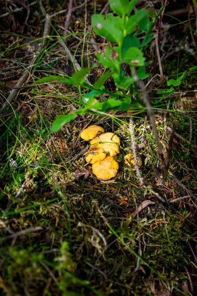 Κοντινό Πλάνο Των Κυματιστά Φρέσκα Χρυσά Chanterelles Βρύα Βρωμιά Του — Φωτογραφία Αρχείου