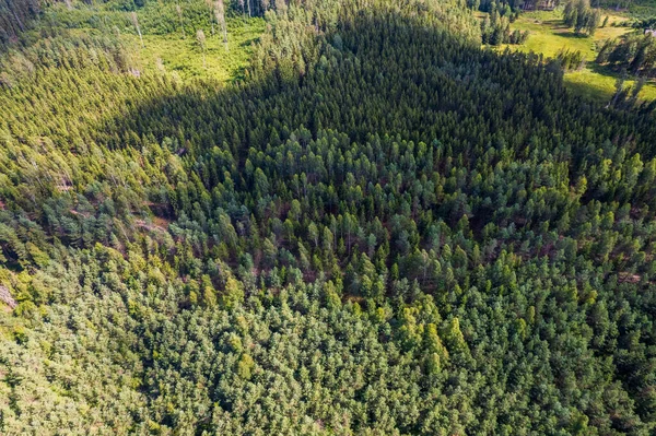 Drohnenaufnahmen Aus Der Luft Von Grünen Kiefernwäldern Und Frühlingsbirkenwäldern Mit — Stockfoto