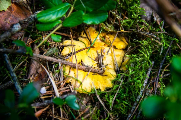 森の植生の苔の木の汚れで波状の新鮮な黄金の小部屋の閉鎖 スウェーデンの木の間で成長する黄色のキャップ食用キノコのグループ 秋の地面の自然風景 屋外の自然 — ストック写真