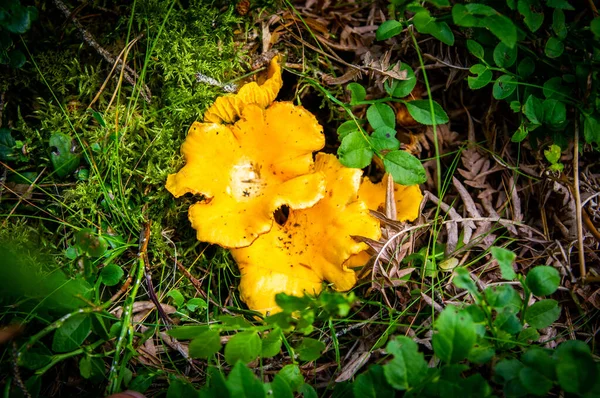 在森林植被中的苔藓木土中 用波浪形的新鲜金黄色的长廊进行了近距离拍摄 在瑞典的树上生长着一组黄帽可食的蘑菇 秋天的自然景观 户外的自然景观 — 图库照片