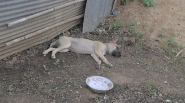 Yerde uyuyan genç vahşi köpek (yakın ) 