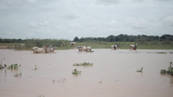 カンポン カンボジア 2018 洪水の多いフィールドで白い牛の群れを洗う農家 前景に植生が浮かんでいる — ストック動画