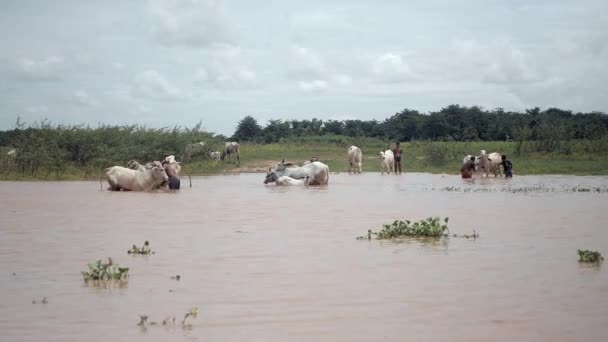 캄보디아 2018 홍수가 들판에서 소떼를 떠다니고 — 비디오